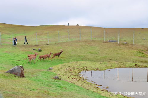 仰天湖大草原國慶試營業,景區提升改造展新顏